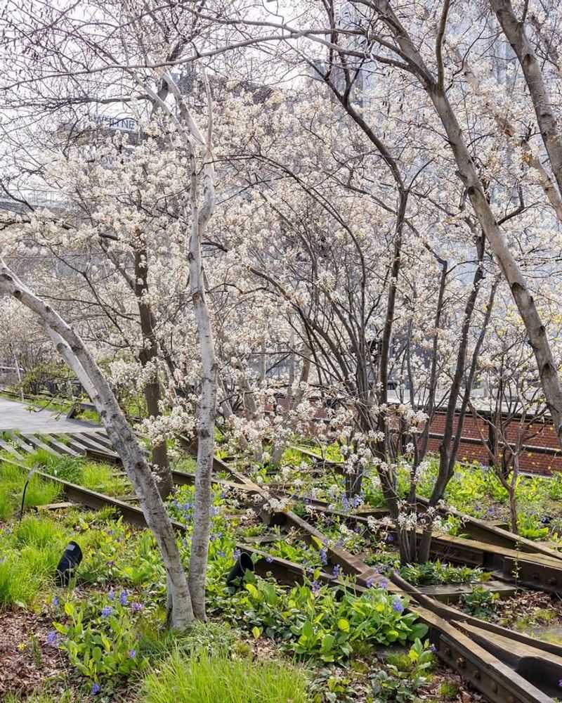 Allegheny Serviceberry Grows Fast In Woodland Settings
