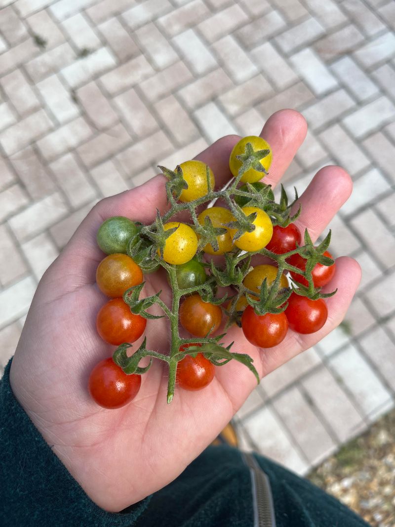 Tomatoes