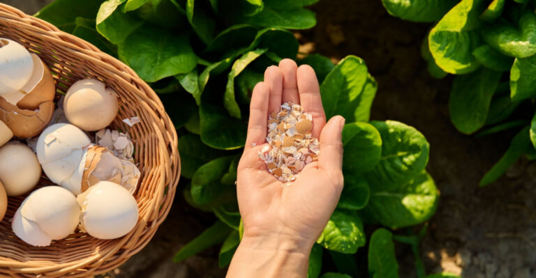 Florida Plants That Benefit From Eggshells And Those That Don’t