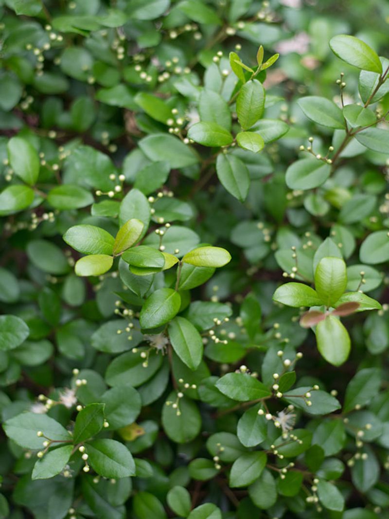 Simpson's Stopper Brings Seasonal Privacy