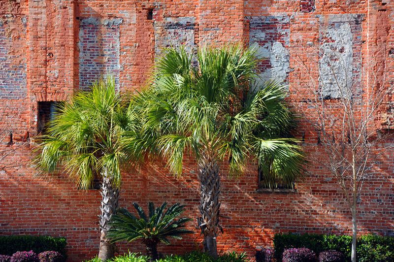 Salt Exposure Can Make Or Break A Coastal Palm Choice