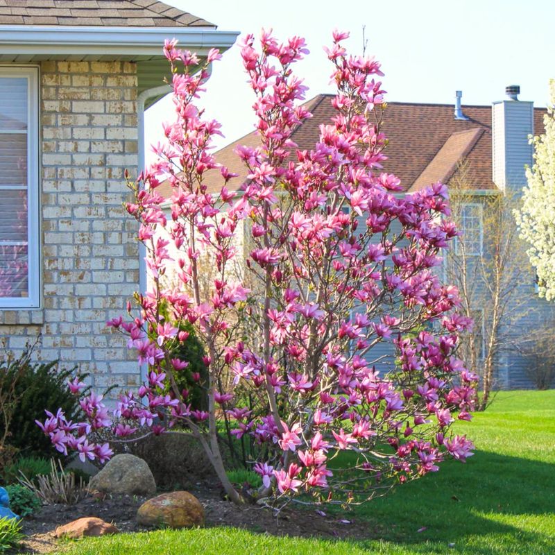 Michigan Blooms Usually Appear In Late April Or Early May