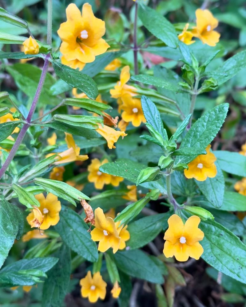 
Sticky Monkey Flower With Bright Blooms Attracting Wildlife