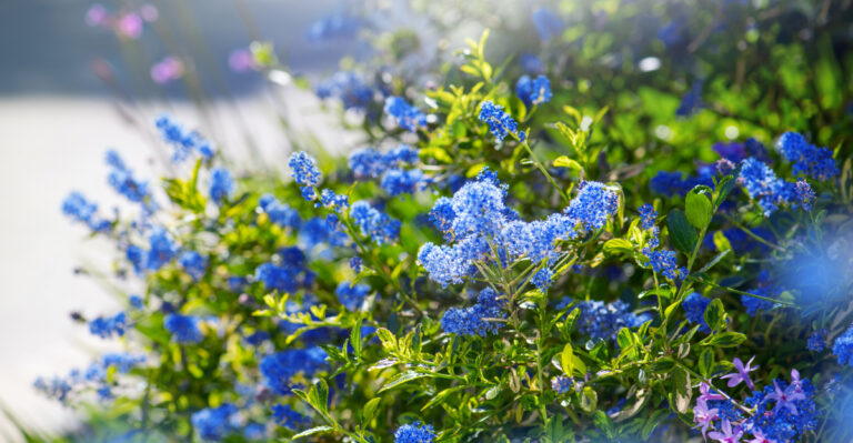 Flowering California Shrubs That Establish Well Before Summer