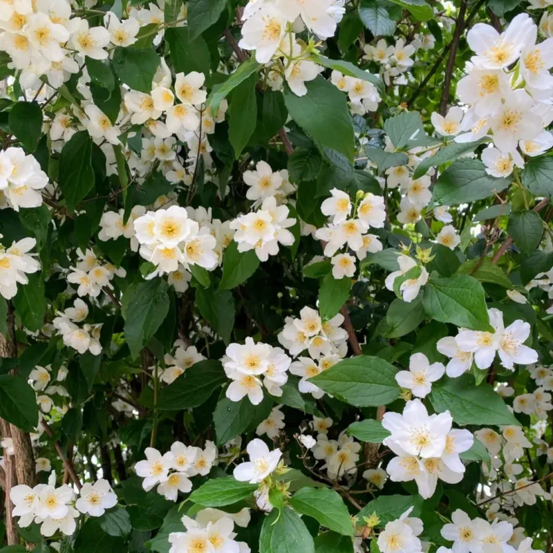 Mock Orange