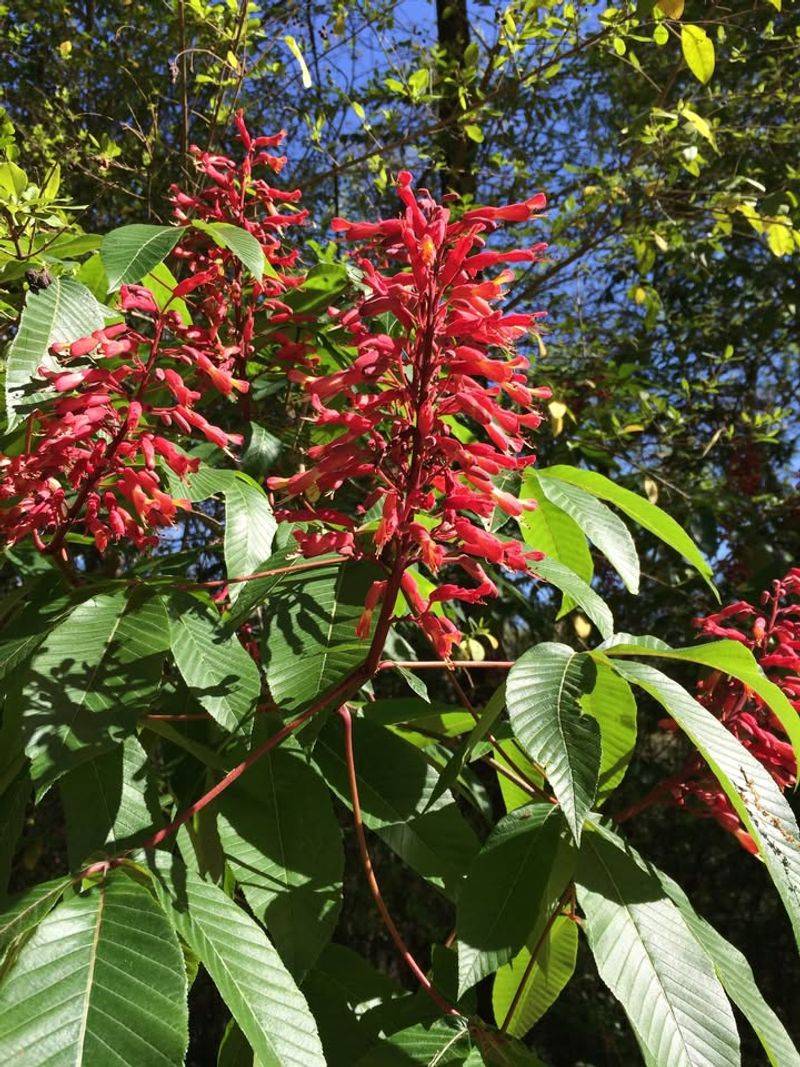 Red Buckeye