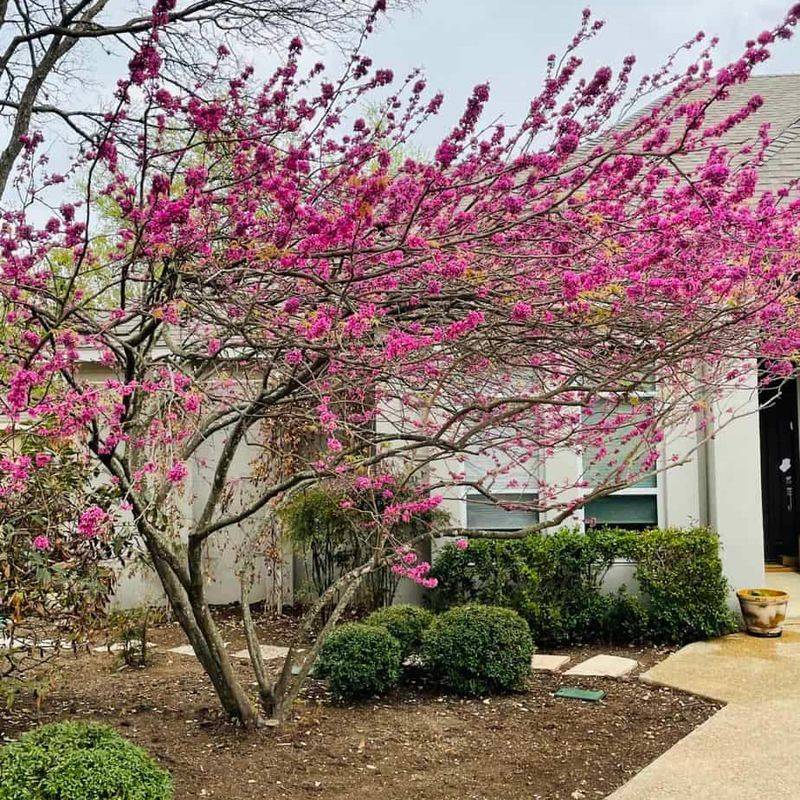 Eastern Redbud Brings Early Color Before Most Trees Leaf Out