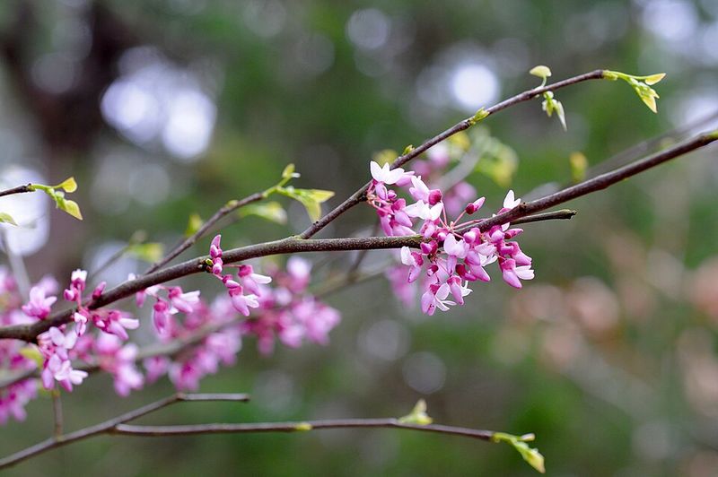 Eastern Redbud Pops With Pink Blooms Before Leaves