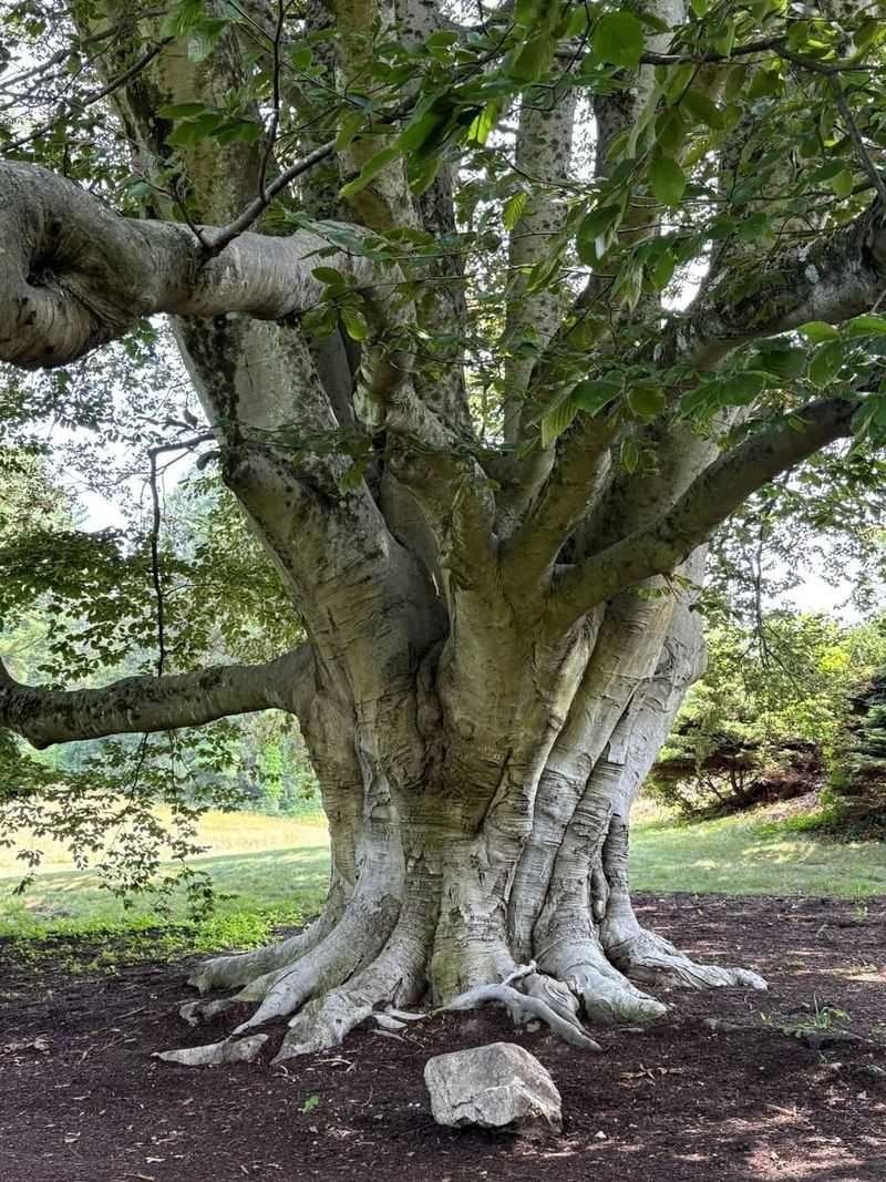 American Beech (Fagus Grandifolia)