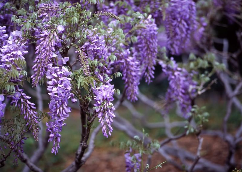 Wisteria (Wisteria Sinensis)