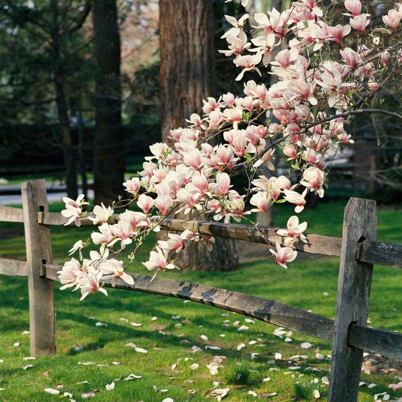 Magnolia (Magnolia spp.)