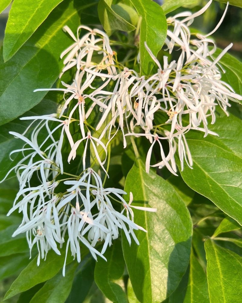 American Fringe Tree Produces Unique Cloud Like White Blooms