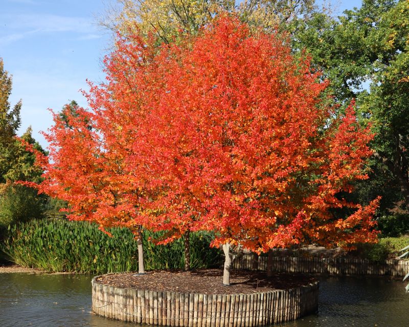 Blackgum Delivers Brilliant Fall Color Without The Usual Tradeoffs