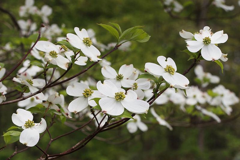 Why Cardinals Are Drawn To Flowering Dogwood