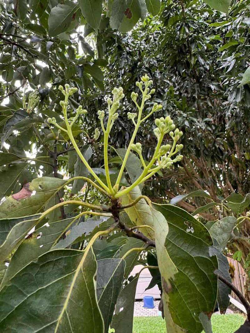 Weather During Bloom Can Make The Pattern Even Worse