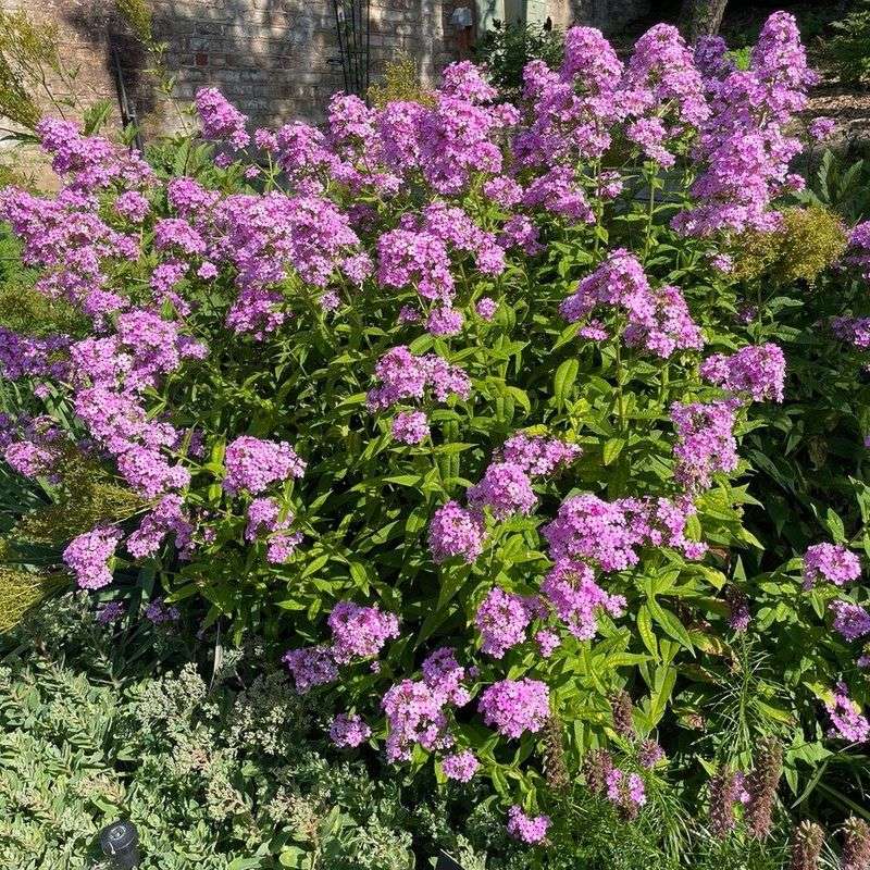Garden Phlox (Phlox paniculata)