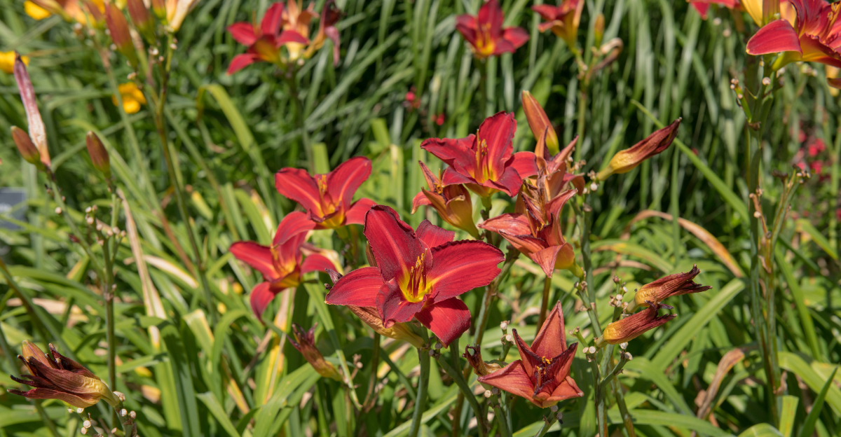daylilies