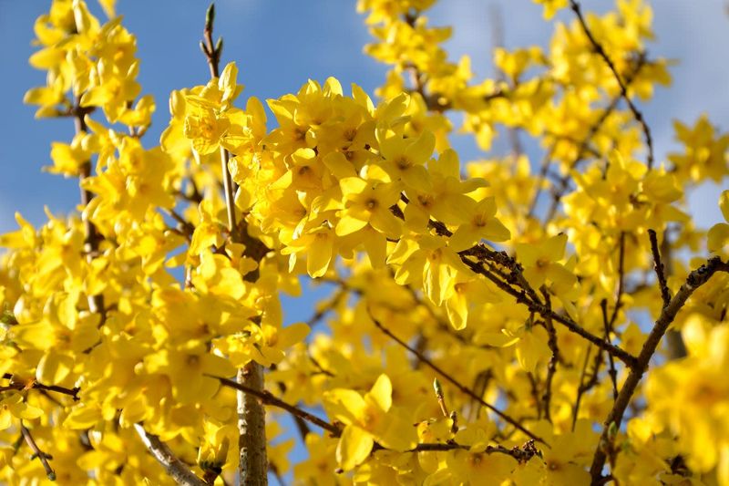 Forsythia 
