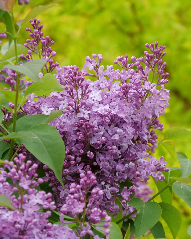 Common Lilac