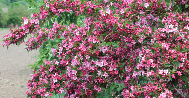 flowering shrub