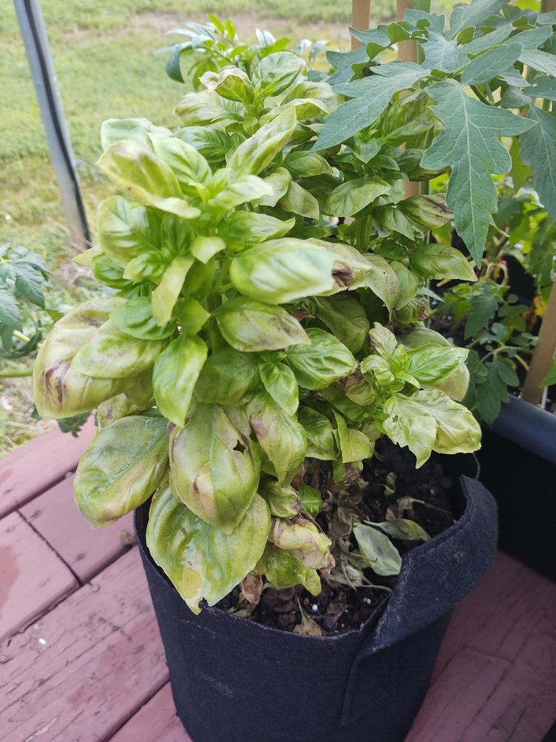 Foliage Looks Faded Or Slightly Bleached