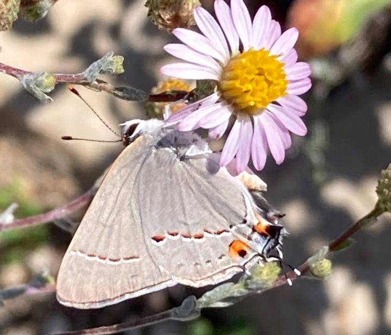 Shrubs Loved By Butterflies