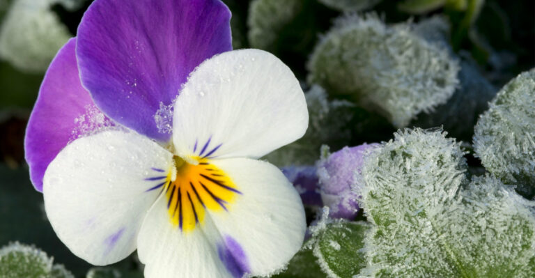Flowers You Can Plant Now In Ohio Without Worrying About Frost
