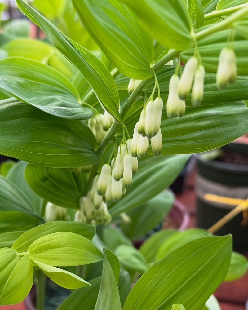 Solomon's Seal Brings Graceful Arching Stems