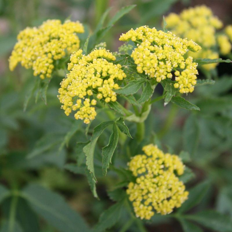 Golden Alexanders Support Early Season Pollinators