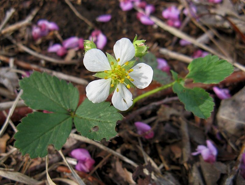 Wild Strawberry Spreads Fast And Stays Tough Through Spring