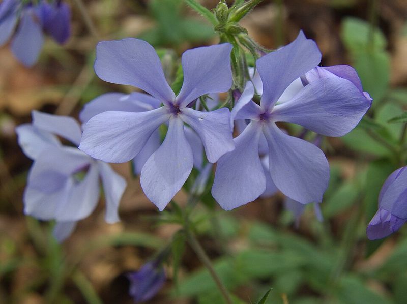 Wild Blue Phlox Wakes Up Woodland Gardens With Color
