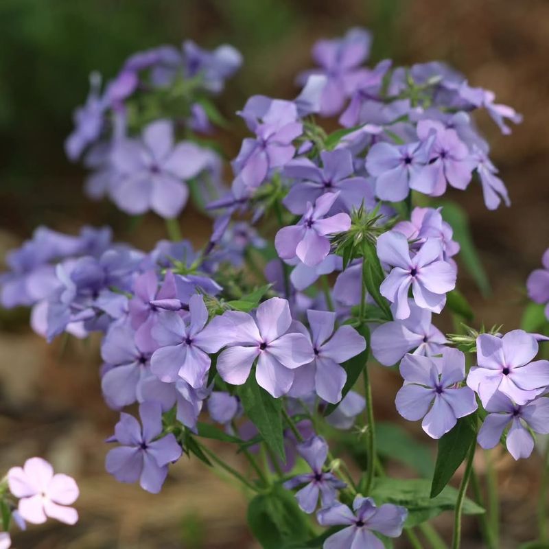 Woodland Phlox Delivers Early Spring Color In Filtered Light