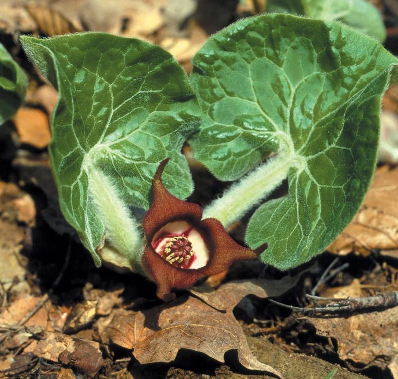 Wild Ginger (Asarum Canadense)