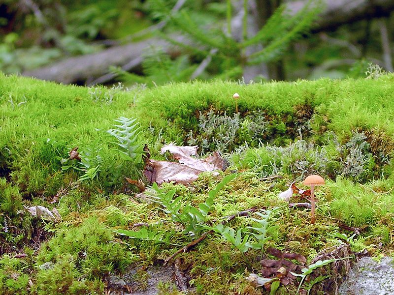 Mosses (Various Native Species)