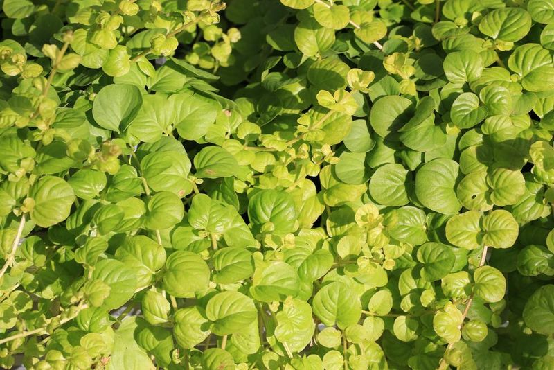 Creeping Jenny (Lysimachia nummularia var. aurea)