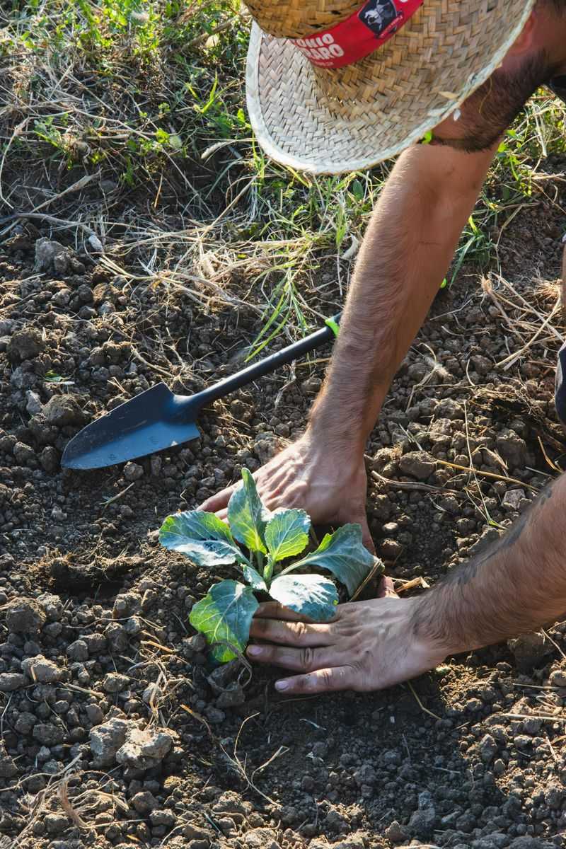 Align Moon Timing With Florida's Year-Round Planting