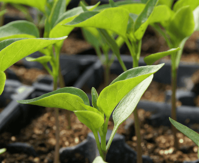 Grow Plants From Seed Instead Of Buying Starters