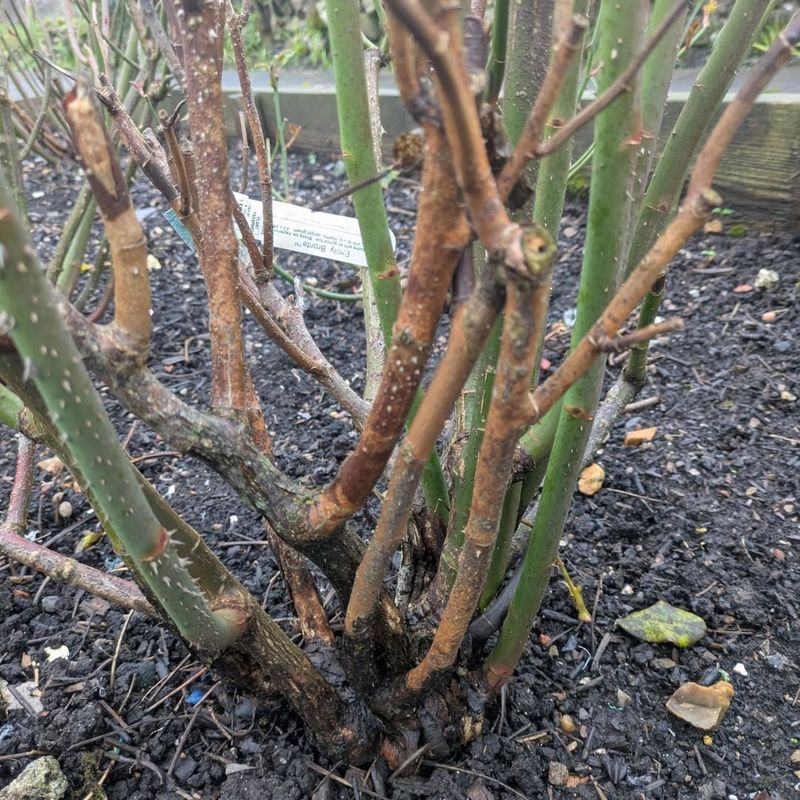 Balance Early Pruning With Local Weather Conditions