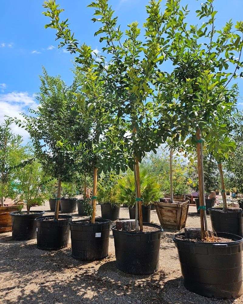 Avoid Frequent Shallow Watering That Weakens Roots