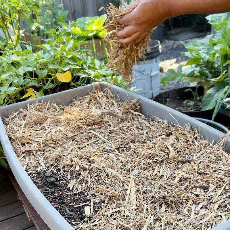 Use Mulch To Help Soil Hold Moisture Longer