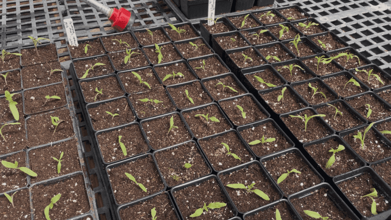 Zone 5b Tomato Seed Starting Timing For Northern Ohio