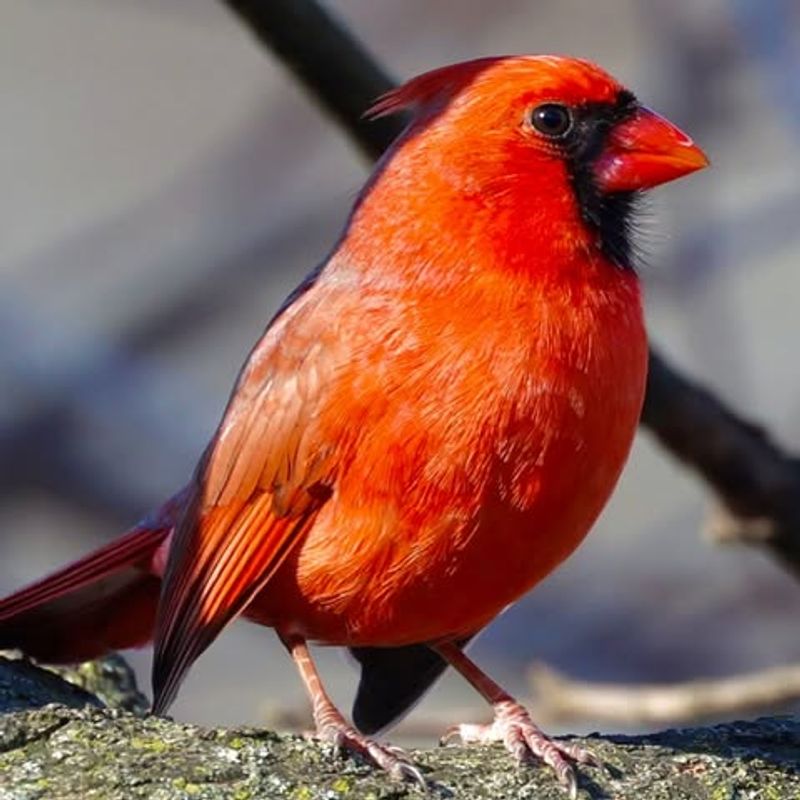 Safe Nesting Spots Are Close By