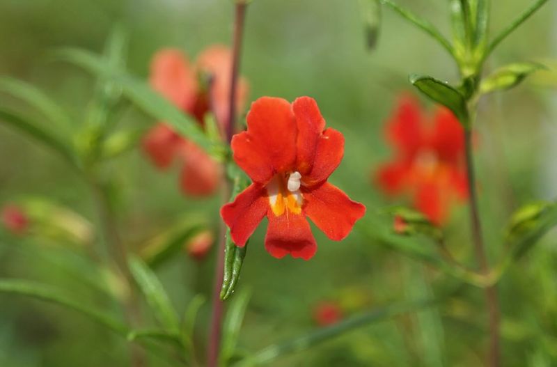 Monkeyflower
