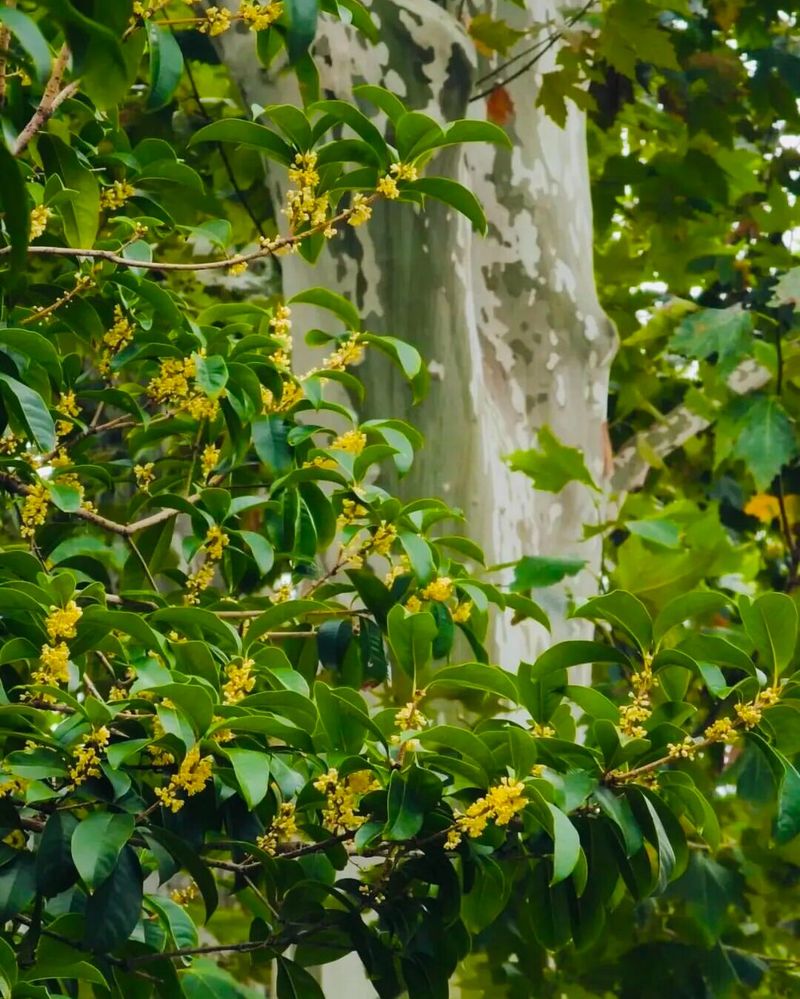 Tea Olive Fills In Privacy While Adding Noticeable Fragrance