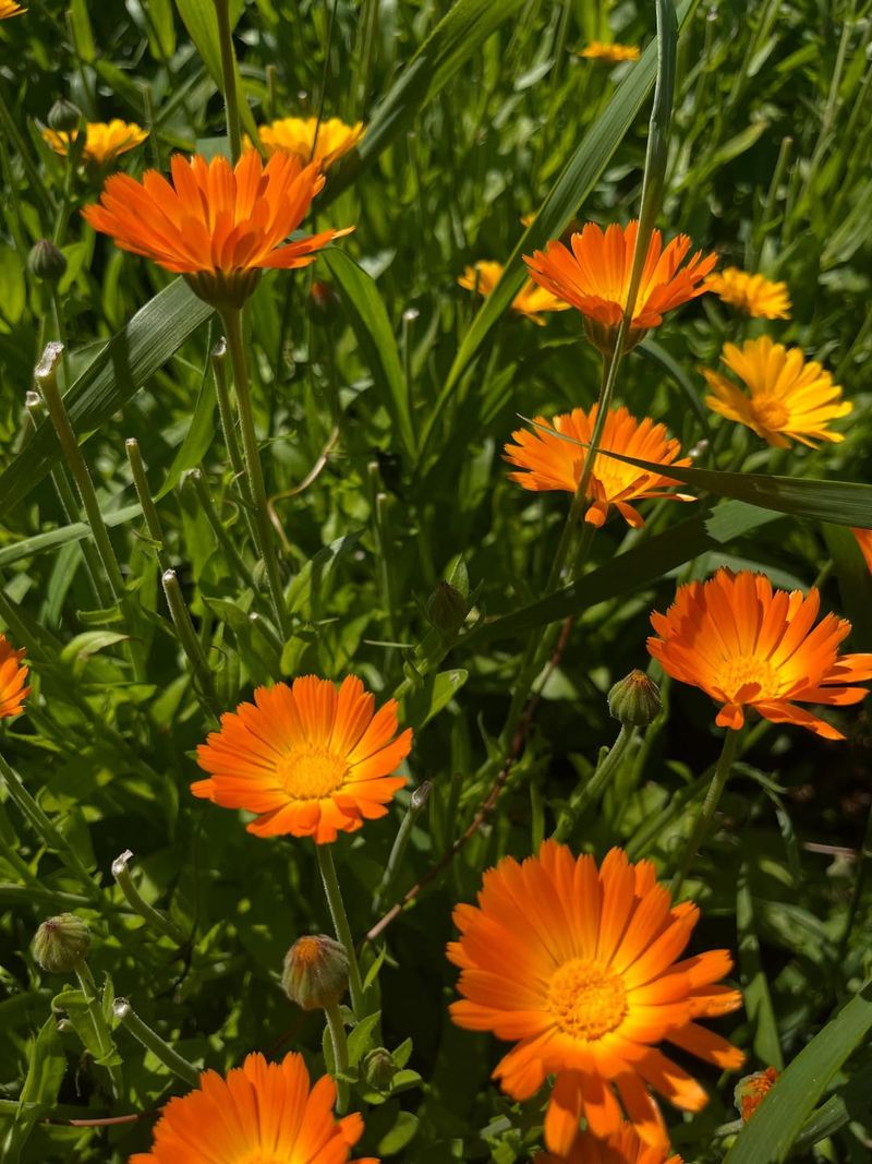 Calendula (Calendula Officinalis)