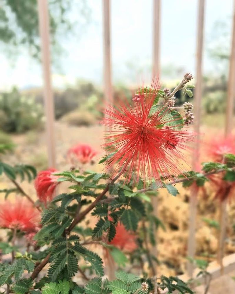 Needs Only Light Pruning To Maintain Its Shape