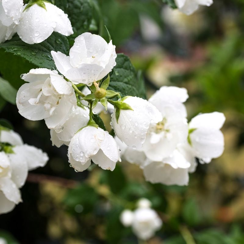 Mock Orange 