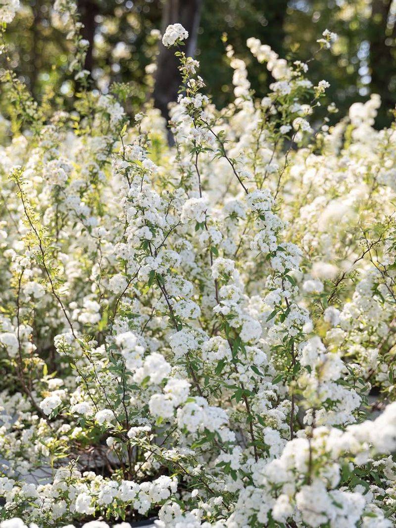 Bridal Wreath Spirea