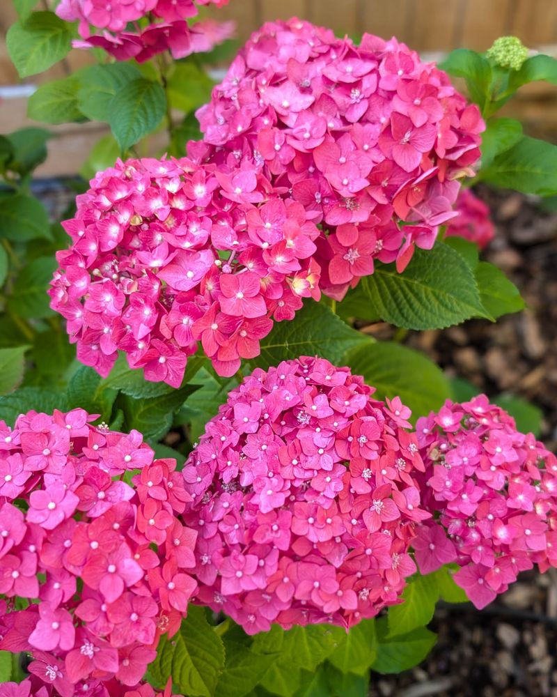 Hydrangeas (Bigleaf And Oakleaf Types)
