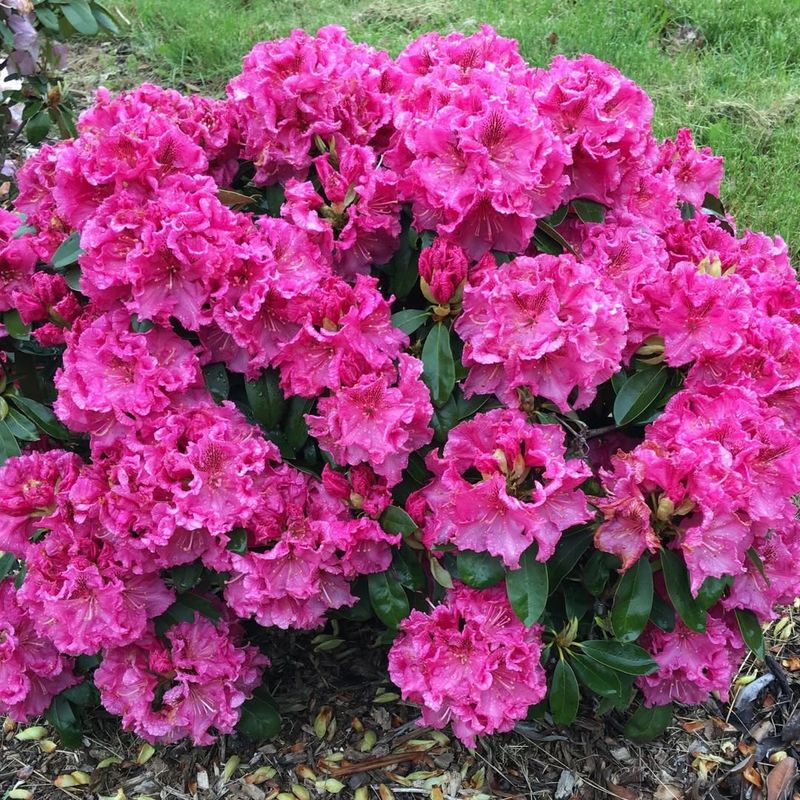 Rhododendrons